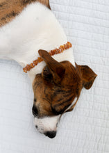 Load image into Gallery viewer, Pet Necklace: Raw Baltic Amber + Raw Rose Quartz