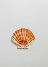 Load image into Gallery viewer, Sea Shell