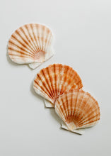 Load image into Gallery viewer, Sea Shell