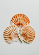 Load image into Gallery viewer, Sea Shell