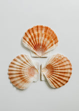Load image into Gallery viewer, Sea Shell