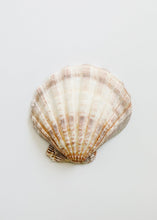 Load image into Gallery viewer, Sea Shell