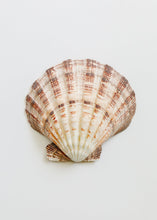 Load image into Gallery viewer, Sea Shell