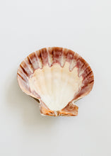 Load image into Gallery viewer, Sea Shell