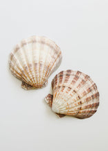 Load image into Gallery viewer, Sea Shell