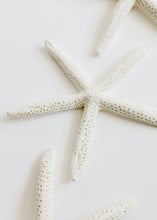 Load image into Gallery viewer, Starfish