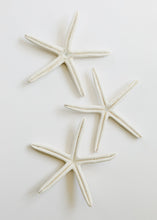 Load image into Gallery viewer, Starfish