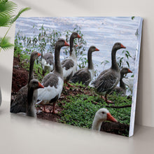 Load image into Gallery viewer, Flock Of Domestic Geese Canvas Wall Art