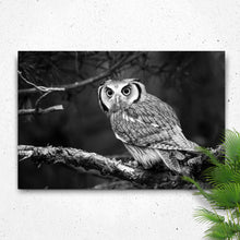 Load image into Gallery viewer, Black And White Owl Canvas Wall Art
