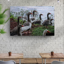 Load image into Gallery viewer, Flock Of Domestic Geese Canvas Wall Art