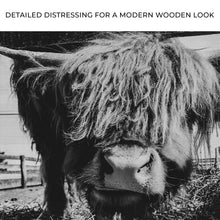 Load image into Gallery viewer, Curious Highland Cattle Monochrome Canvas Wall Art